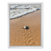 tableau-blanc-tortue-plage